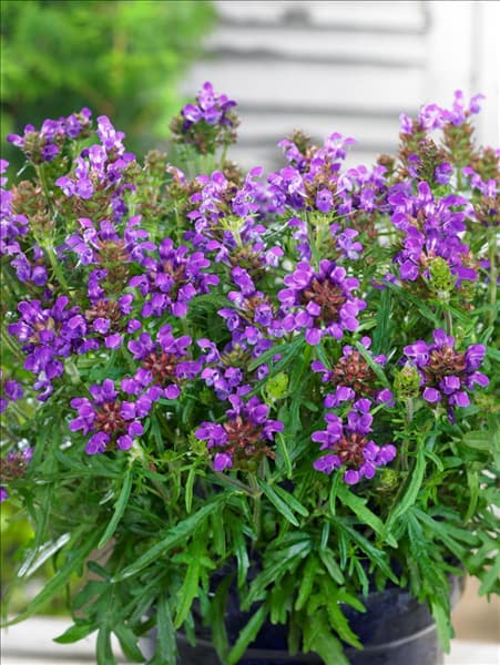 Prunella grandiflora Bella Blue