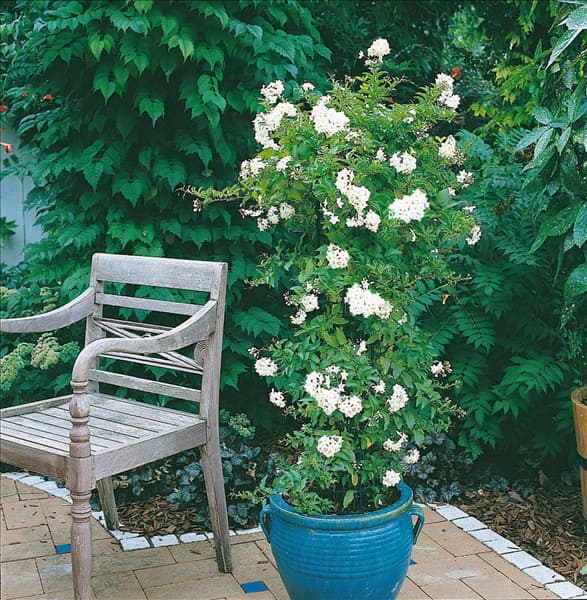 Solanum jasminoides Album