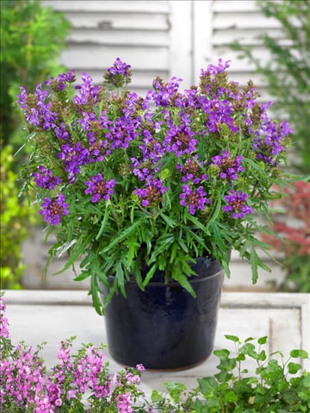 Prunella grandiflora Bella Blue