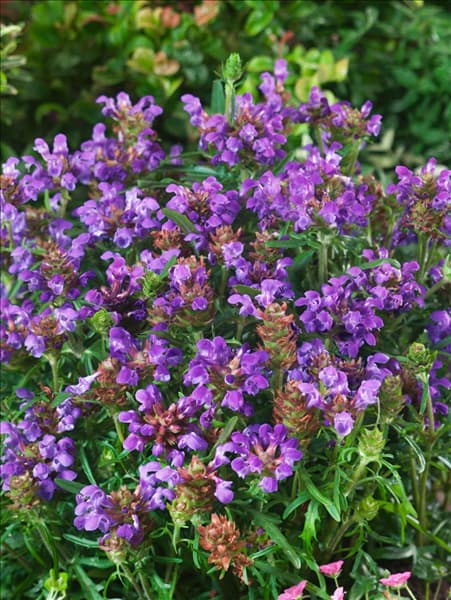 Prunella grandiflora Bella Blue