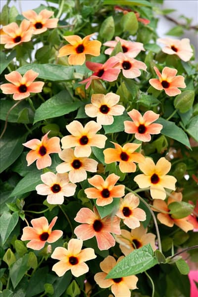 Thunbergia alata Spanish Eyes