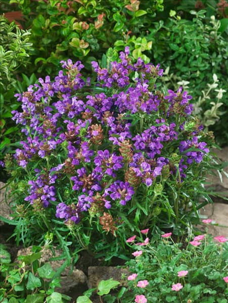 Prunella grandiflora Bella Blue