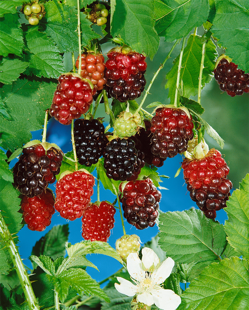 Rubus idaeus Boysenberry