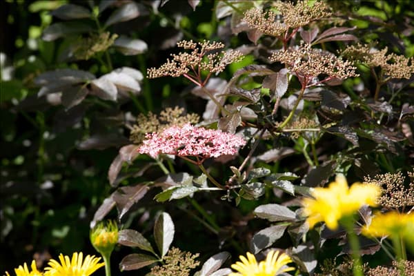 Sambucus nigra Guincho Purple