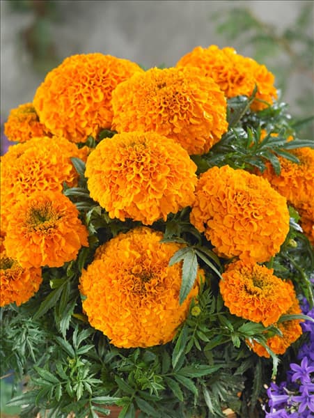 Tagetes erecta Antigua Orange F1