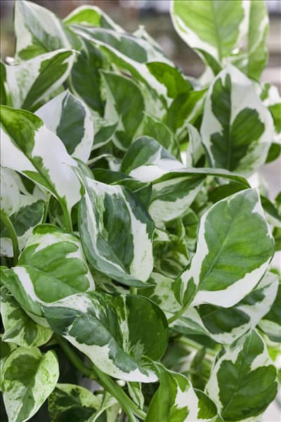 Epipremnum aureum 'N' Joy
