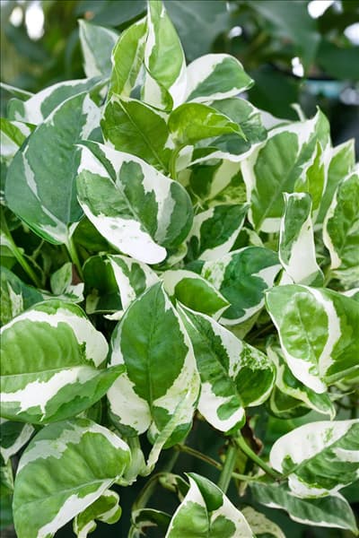 Epipremnum aureum 'N' Joy