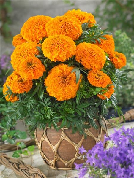 Tagetes erecta Antigua Orange F1