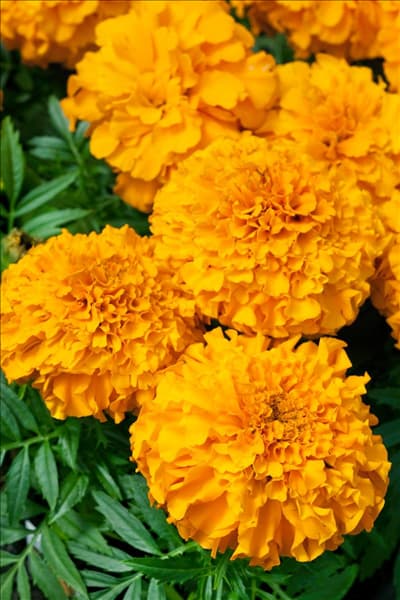 Tagetes erecta Antigua Orange