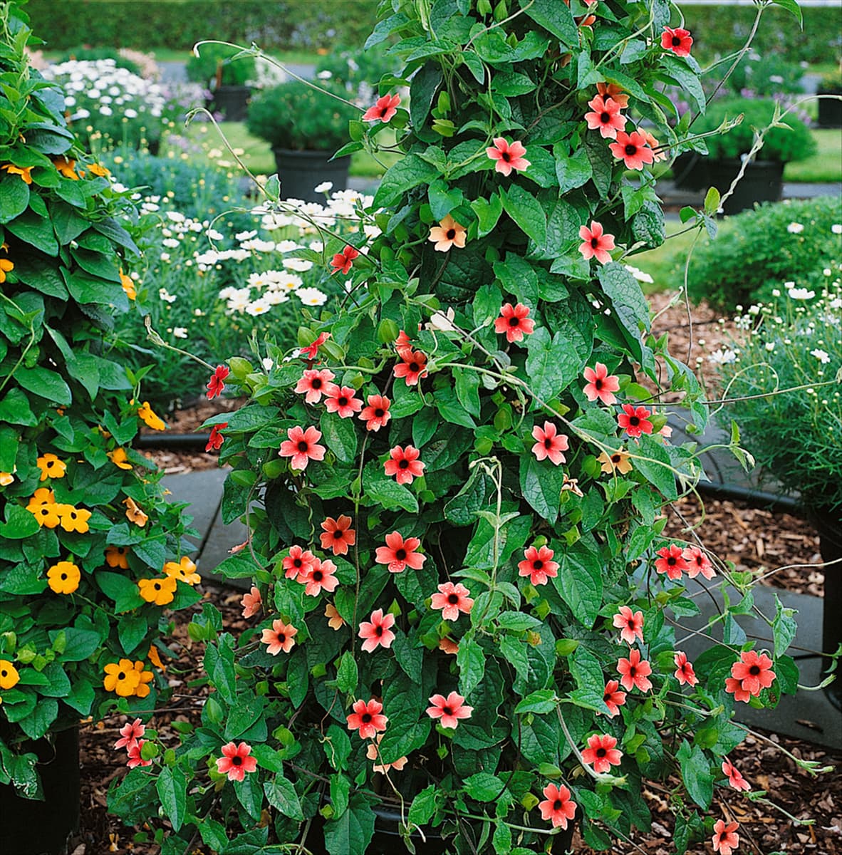 Thunbergia alata African Sunset