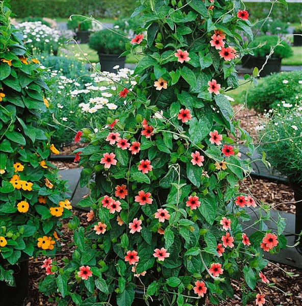 Thunbergia alata African Sunset