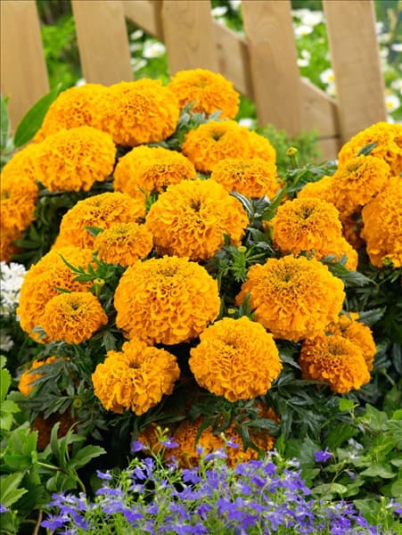 Tagetes erecta Antigua Orange F1