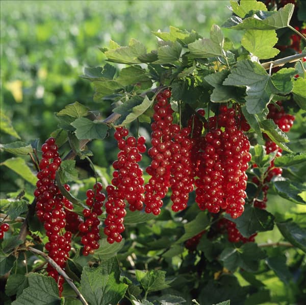 Ribes rubrum 'Rovada'