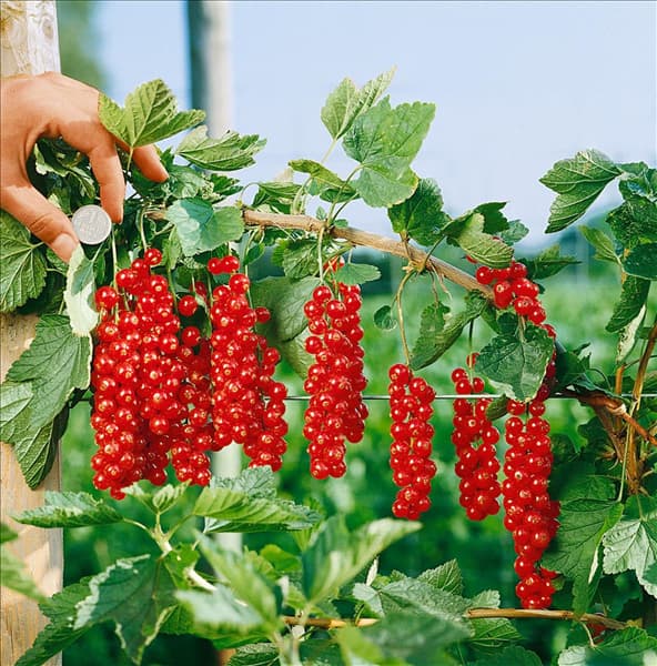 Ribes rubrum var. domesticum Rovada