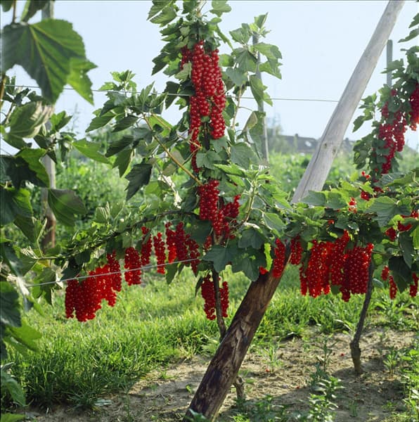 Ribes rubrum var. domesticum Rovada