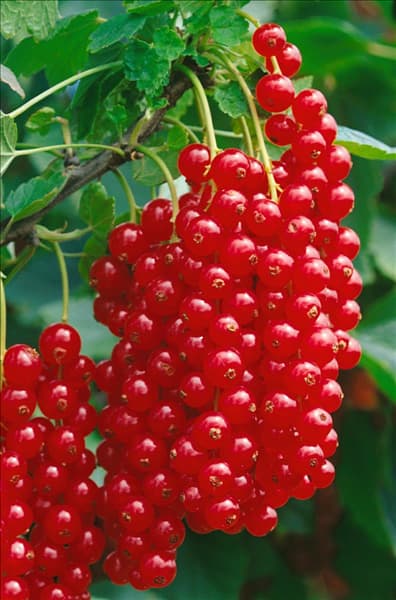 Ribes rubrum Rovada