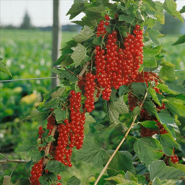 Ribes rubrum Rovada