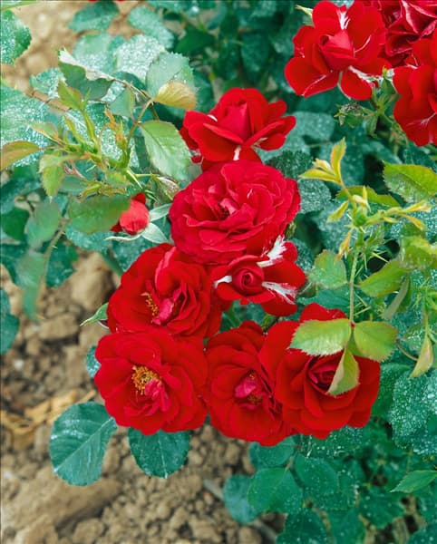 Floribunda Rose Grand Palace