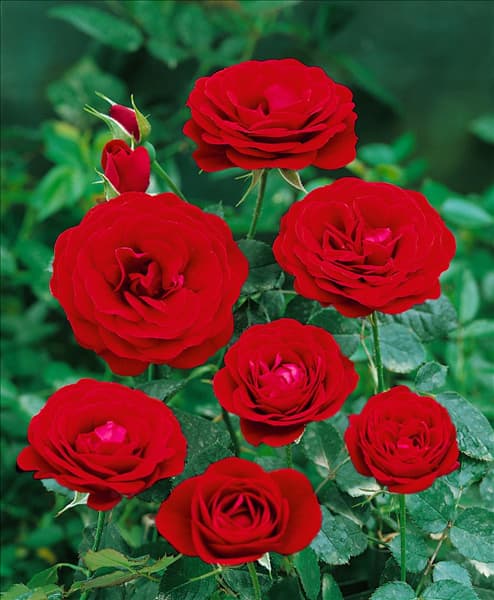 Floribunda Rose GRAND PALACE