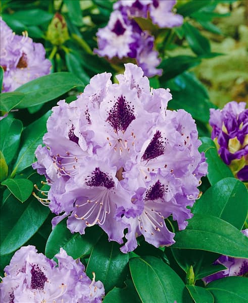 Rhododendron catawbiense Blue Peter