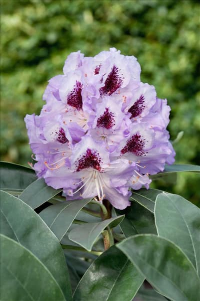 Rhododendron Blue Peter