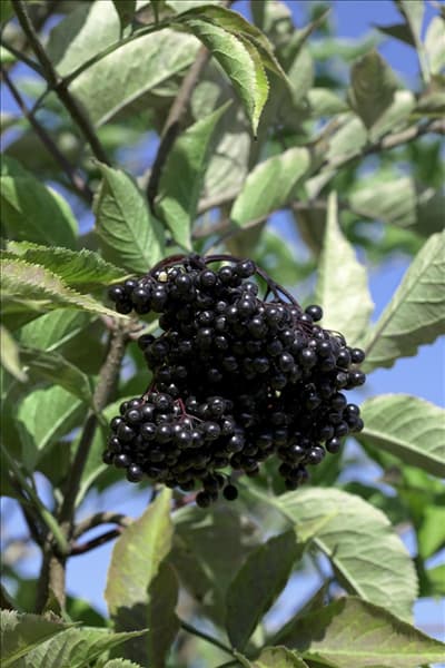Sambucus nigra Haschberg