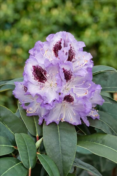 Rhododendron Blue Peter