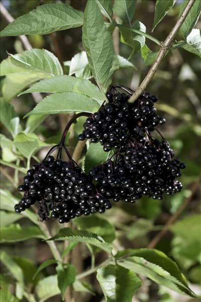 Sambucus nigra Haschberg