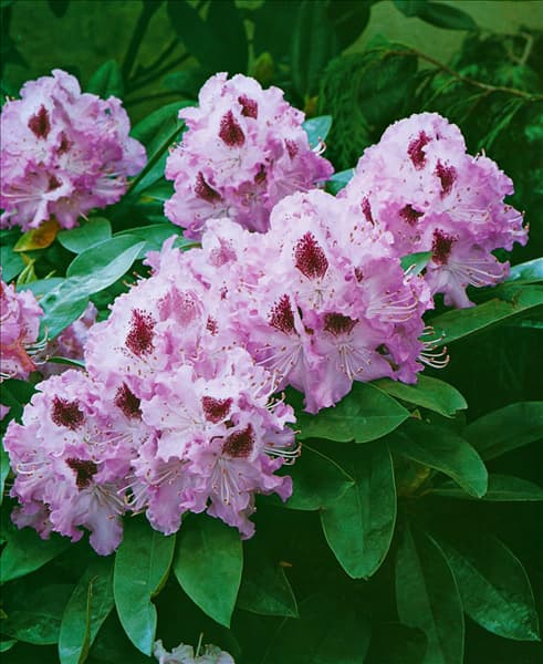 Rhododendron catawbiense Blue Peter