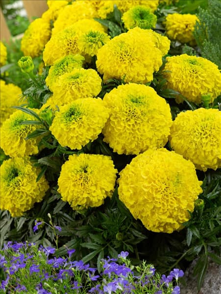 Tagetes erecta Antigua Yellow F1