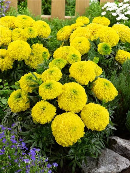 Tagetes erecta Antigua Yellow F1