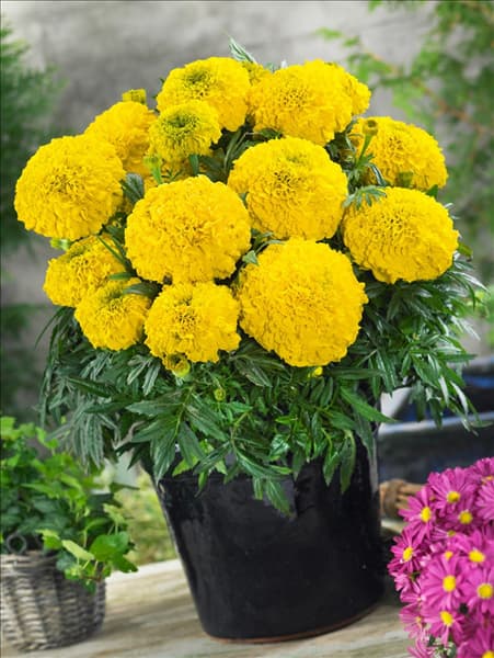 Tagetes erecta Antigua Yellow F1
