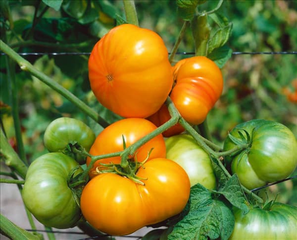 Tomate / Lycopersicon esculentum Ananas