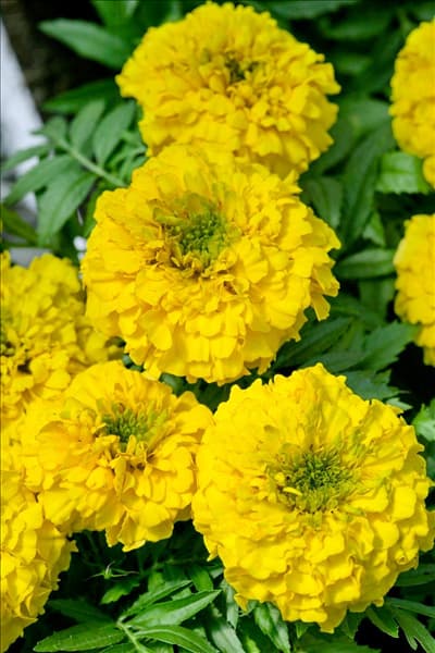 Tagetes erecta Antigua Yellow