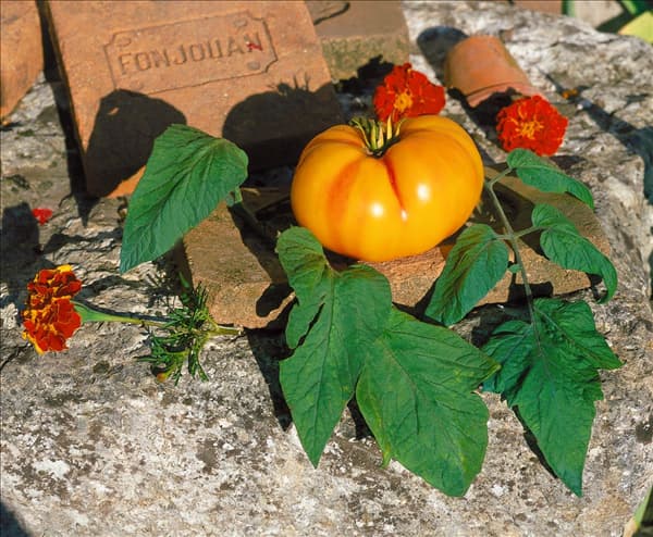 Tomate / Lycopersicon esculentum Ananas