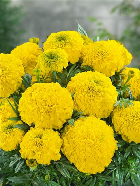 Tagetes erecta Antigua Yellow F1