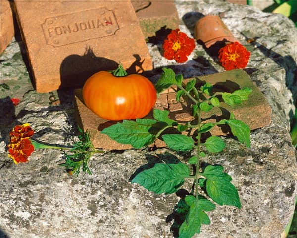 Tomate / Lycopersicon esculentum Ananas