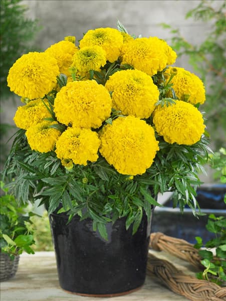 Tagetes erecta Antigua Yellow F1