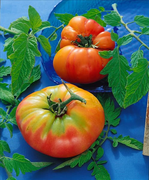 Tomate/Lycopersicon esculentum Ananas