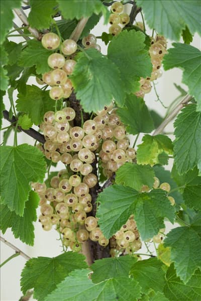 Ribes rubrum Weiße Versailler