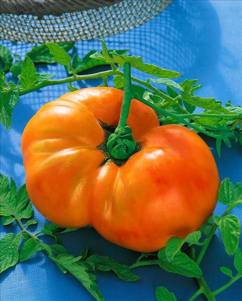 Tomate/Lycopersicon esculentum Ananas
