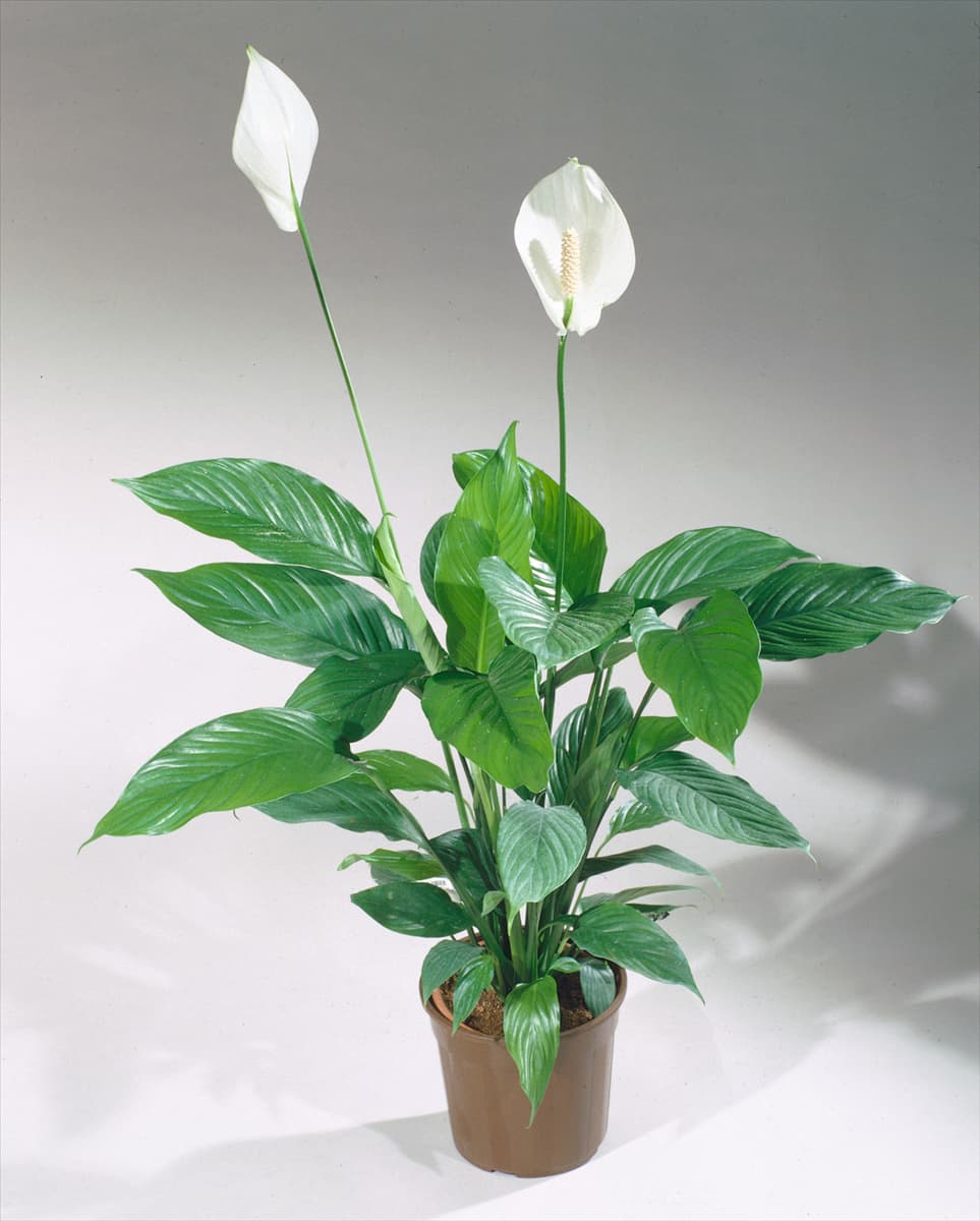 SPATHIPHYLLUM WALLISII