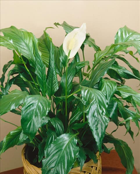 SPATHIPHYLLUM WALLISII