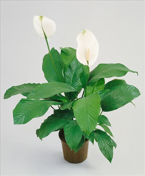 SPATHIPHYLLUM WALLISII