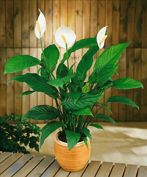 Spathiphyllum wallisii