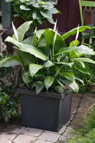 Spathiphyllum wallisii