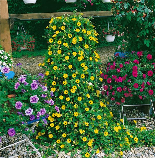 Thunbergia alata Lemon Star