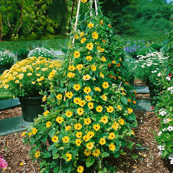 Thunbergia alata Lemon Star