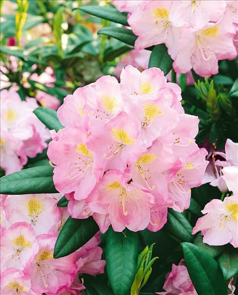 Rhododendron insigne Brigitte