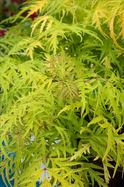 Sambucus racemosa Lemon Lace